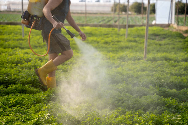 Best Pest Inspection Near Me  in Los Chaves, NM