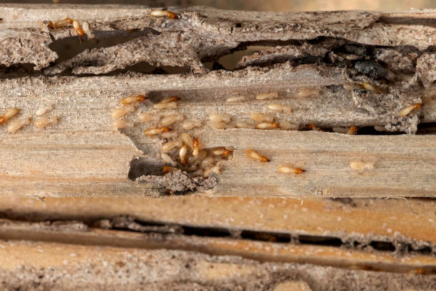 Best Emergency Pest Control  in Los Chaves, NM
